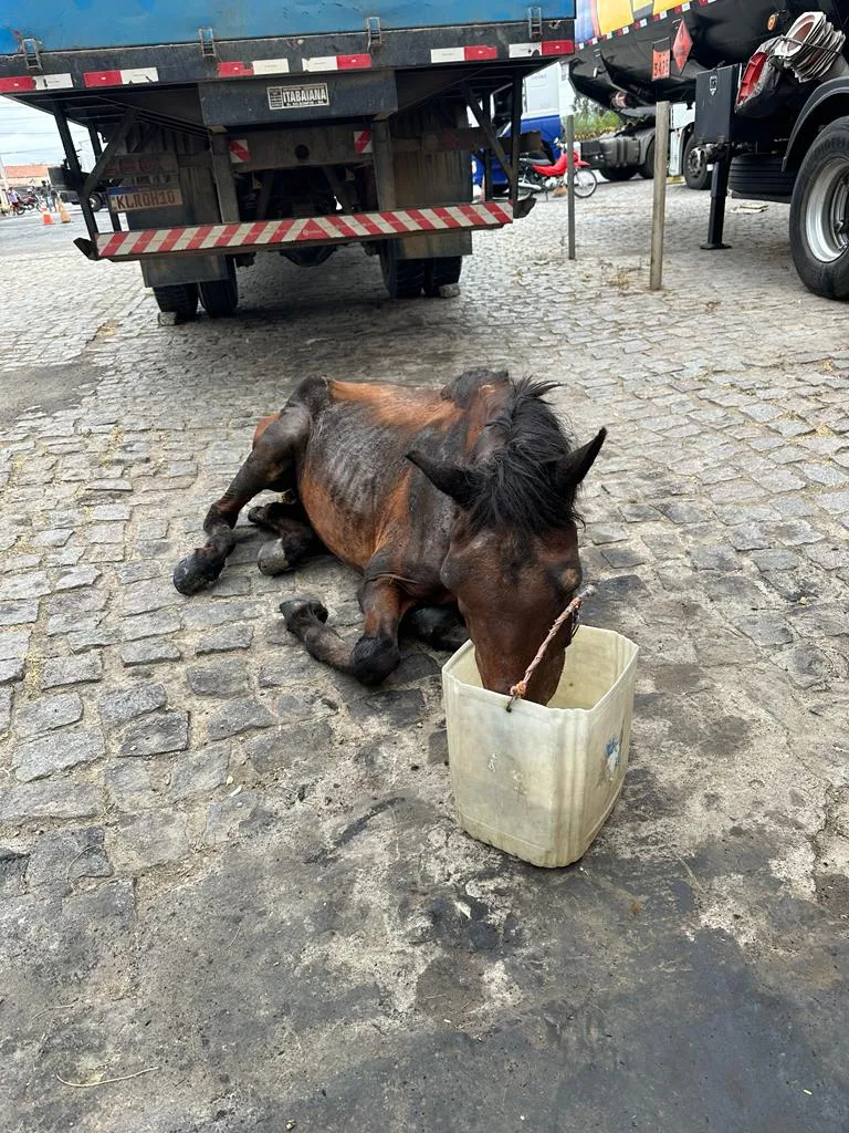 Após o animal ser estabilizado, ele foi içado de forma segura