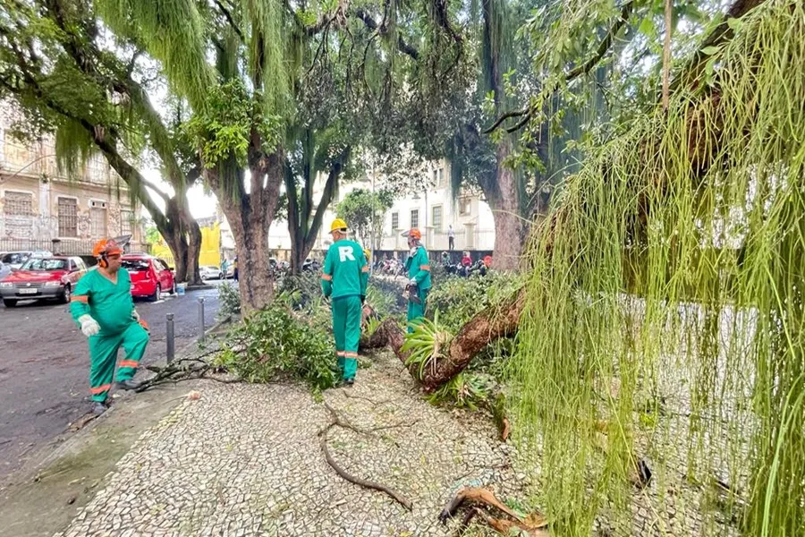 Árvores de áreas públicas passam por manutenção da Seman