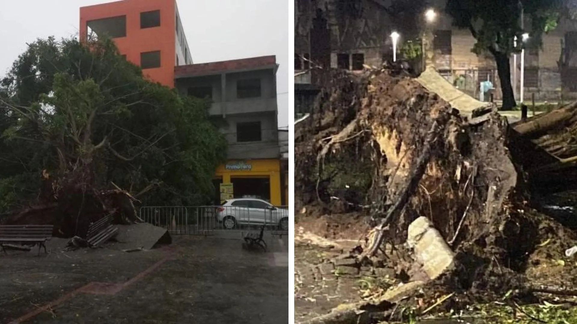 O Largo da Ribeira e o Largo do Papagaio tiveram queda de árvore