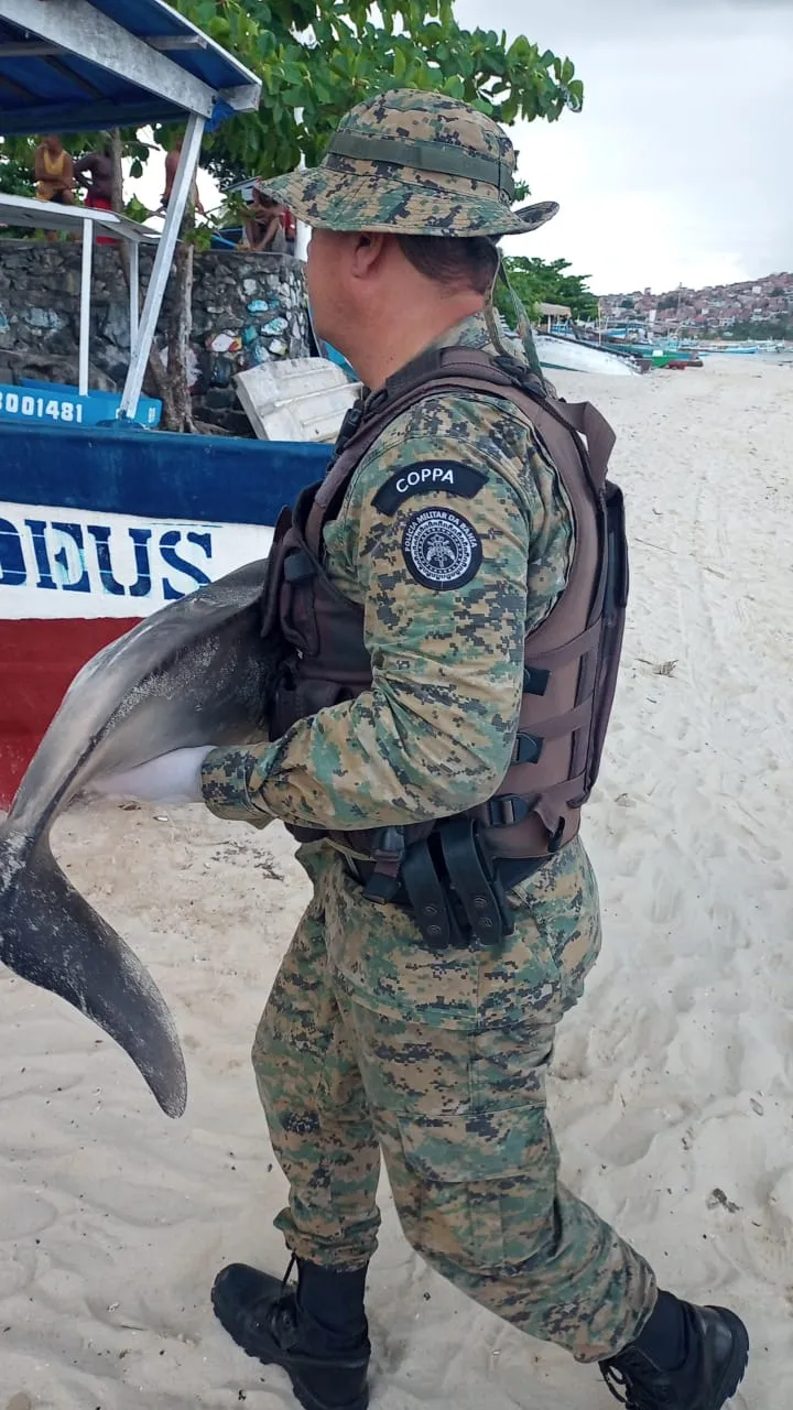 Imagem ilustrativa da imagem Fotos: golfinho é encontrado morto em praia do Subúrbio de Salvador