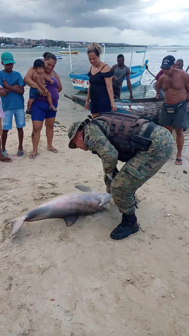 Imagem ilustrativa da imagem Fotos: golfinho é encontrado morto em praia do Subúrbio de Salvador