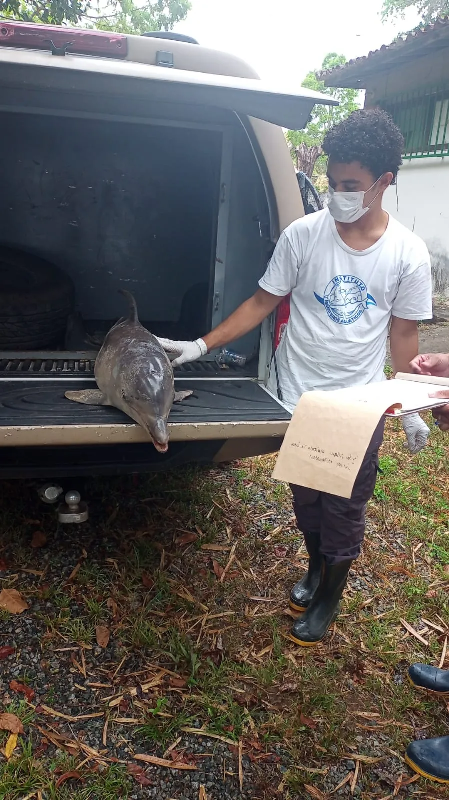 Imagem ilustrativa da imagem Fotos: golfinho é encontrado morto em praia do Subúrbio de Salvador