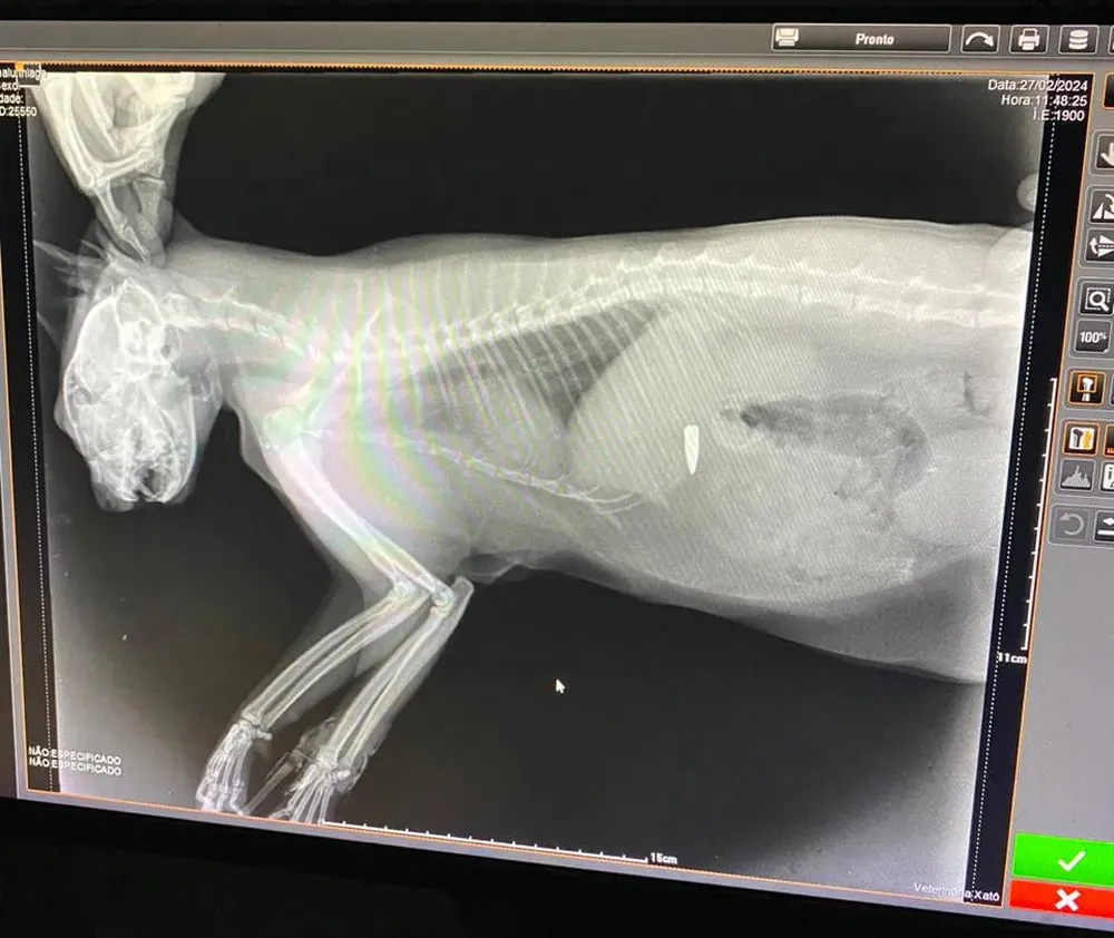 Imagem ilustrativa da imagem Gata é atingida por tiro de fuzil durante operação policial