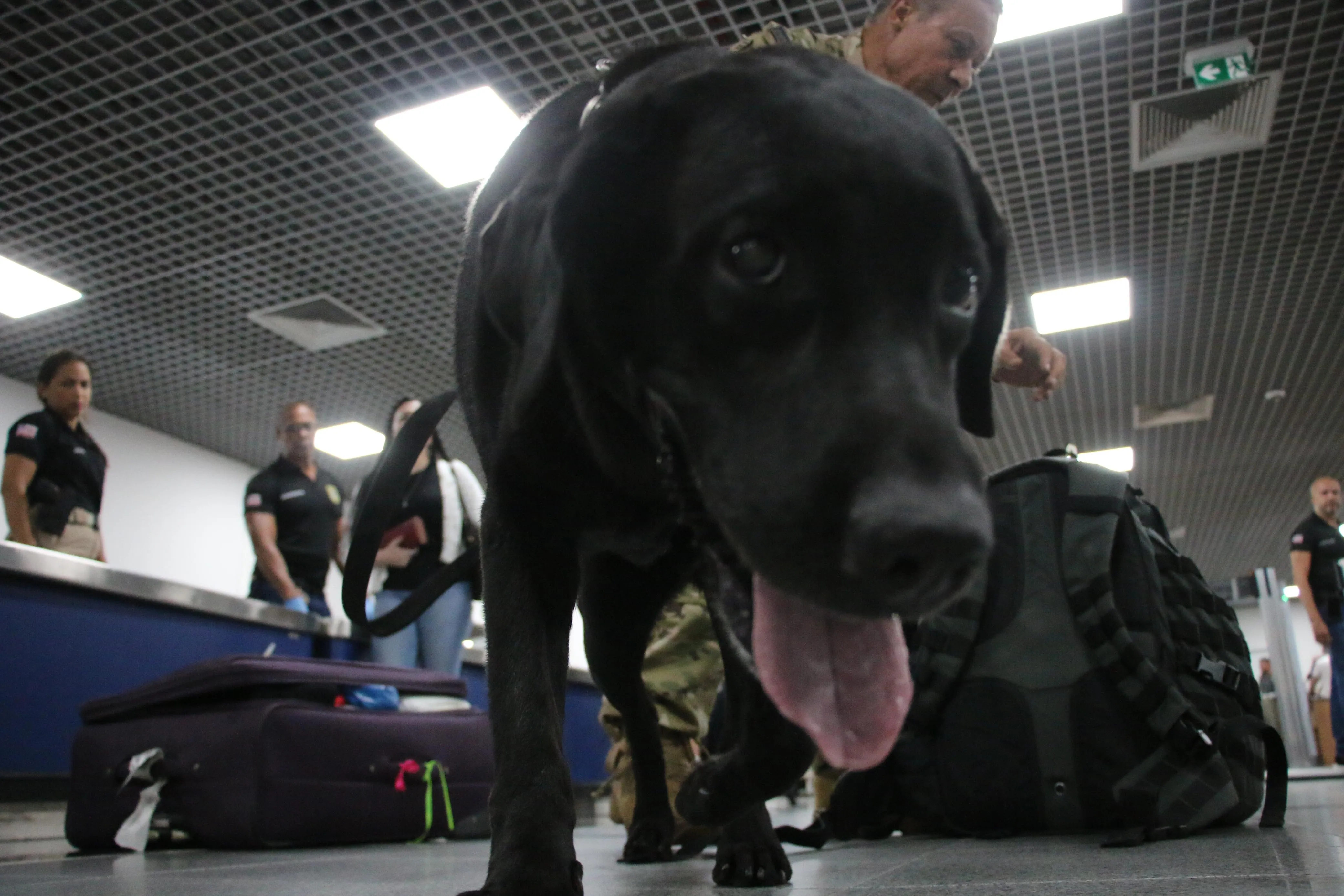 Cães farejadores ajudam a encontrar drogas nas malas