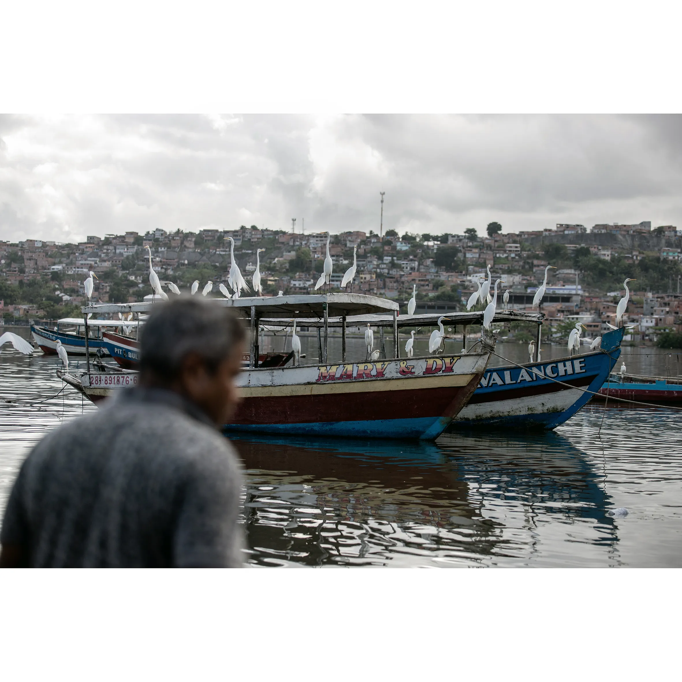 Imagem ilustrativa da imagem Porto das Sardinhas recebe toda Salvador em busca do peixe