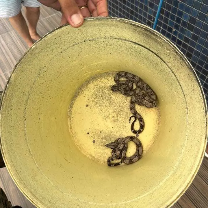 Seis serpentes do tipo jiboia foram resgatadas por equipes da Companhia Independente de Polícia de Proteção Ambiental (Coppa) da PM