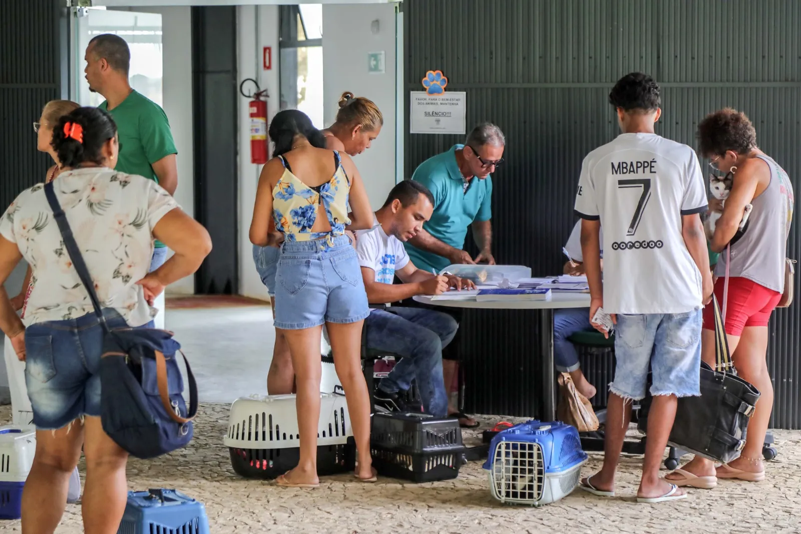 Imagem ilustrativa da imagem Vacinação gratuita oportuniza imunização de gatos até esta quarta