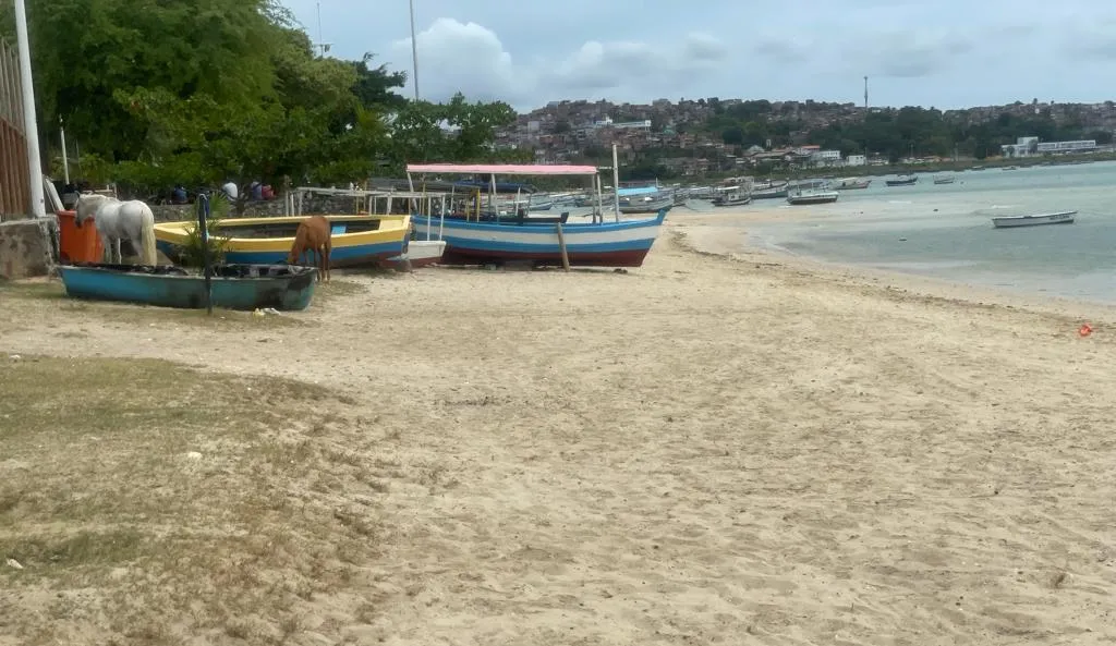 Animal marítimo foi encontrado por pescadores e levado para a areia da praia