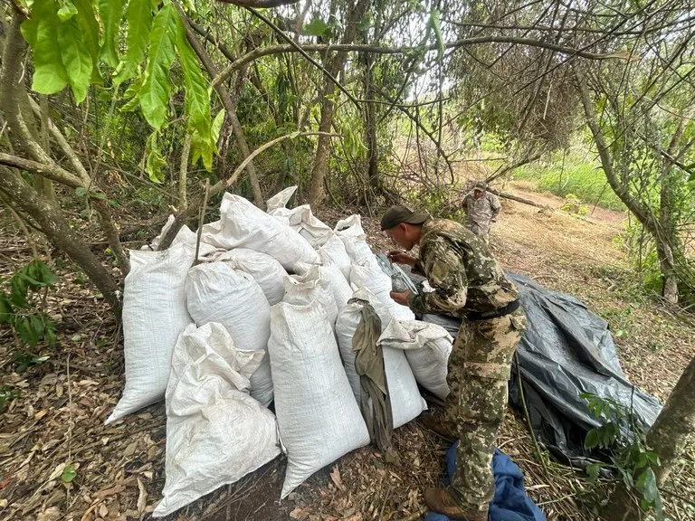 Imagem ilustrativa da imagem Mais de 800 toneladas de maconha que iriam pro tráfico são destruídas