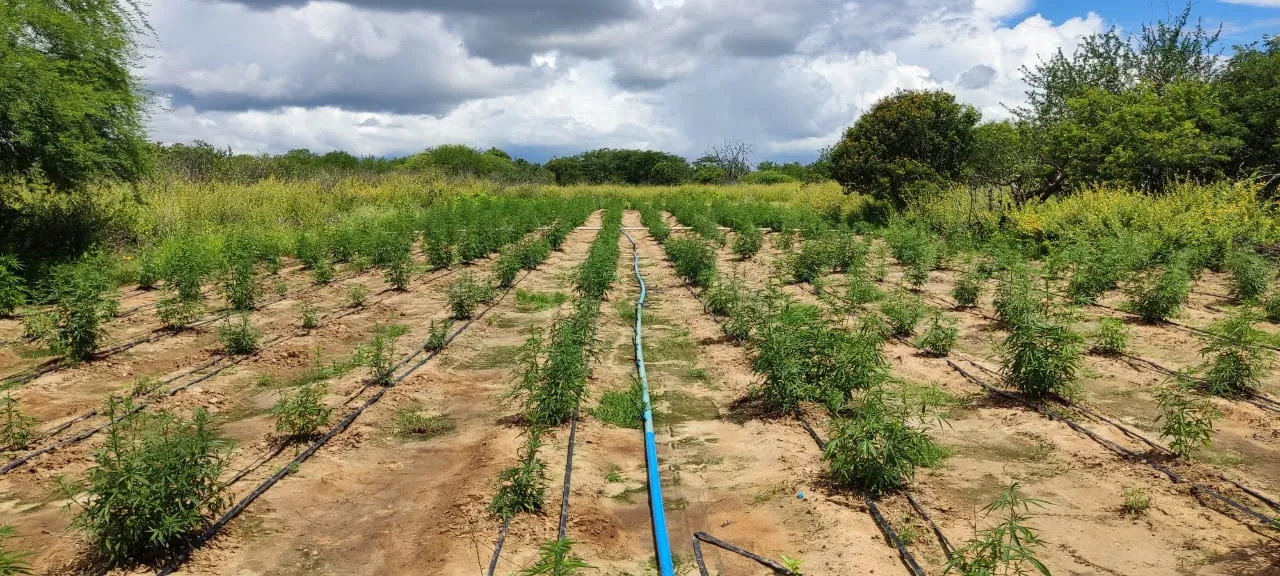 Imagem ilustrativa da imagem PF e PM descobrem plantação com 70 mil pés de maconha no interior