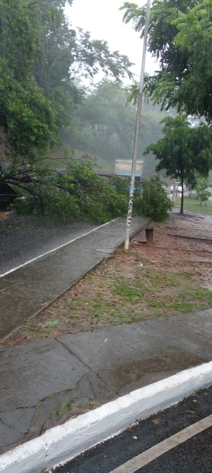 Imagem ilustrativa da imagem Temporal barril derruba árvore e deixa via travada em Salvador