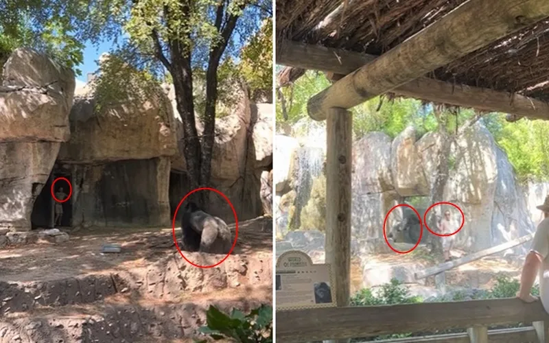 Imagem ilustrativa da imagem Vídeo: funcionários de zoológico são encurralados por gorila