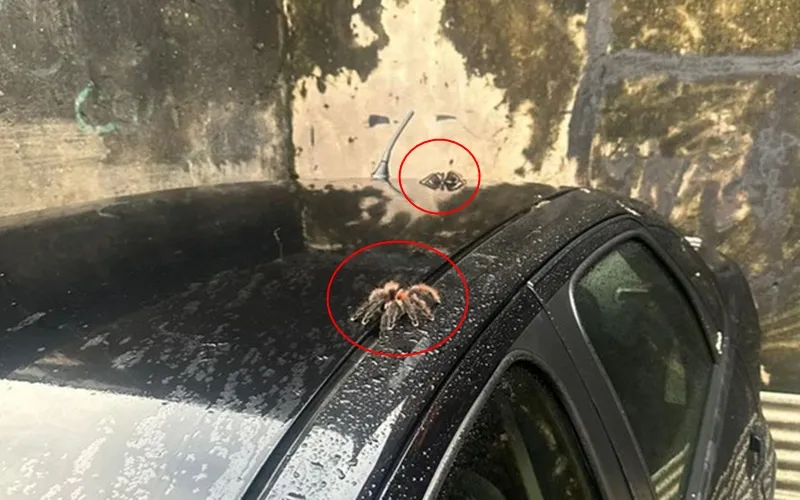Imagem ilustrativa da imagem Vídeo: traficante arremessa animais de janela para se livrar da PF