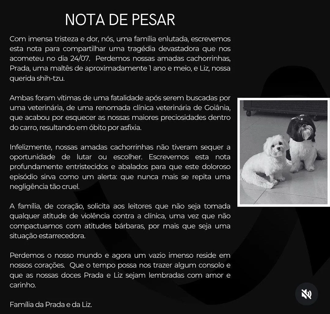 Imagem ilustrativa da imagem Após ida ao veterinário, tutor recebe apenas os cadáveres das pets