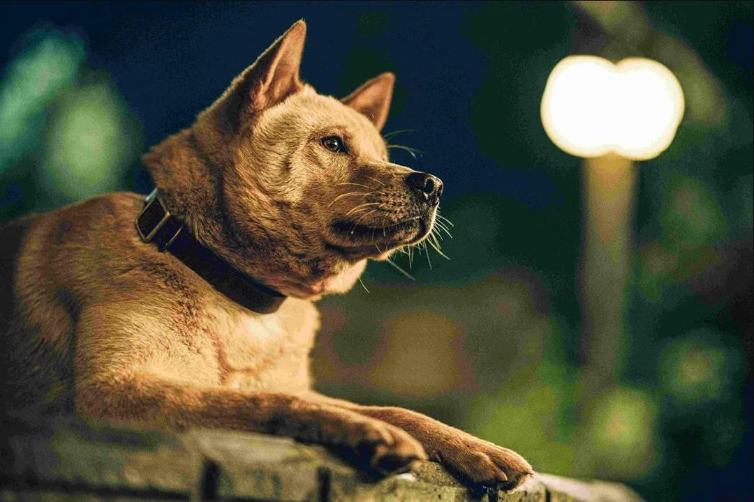 Hachiko retorna emocionando todo mundo