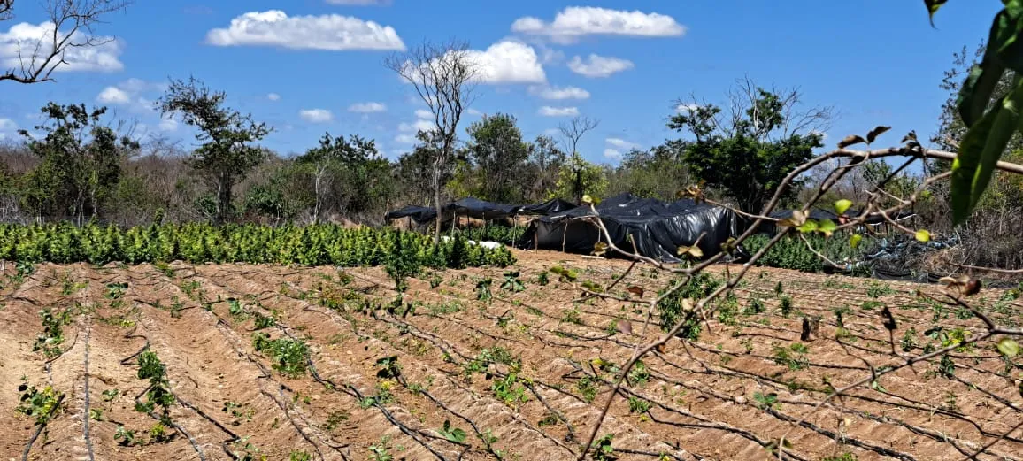 No local, foram encontradas plantas pequenas, adultas  e prontas para colheita