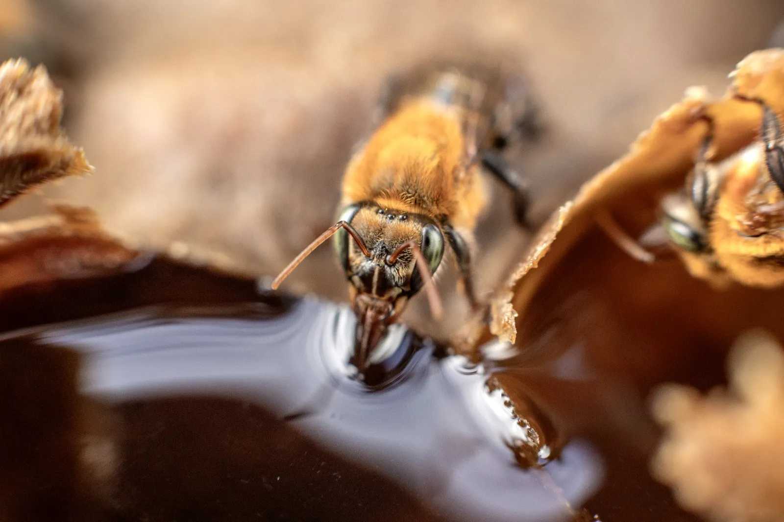 Imagem ilustrativa da imagem Jovem autodidata transforma quintal em espaço de criação de abelhas