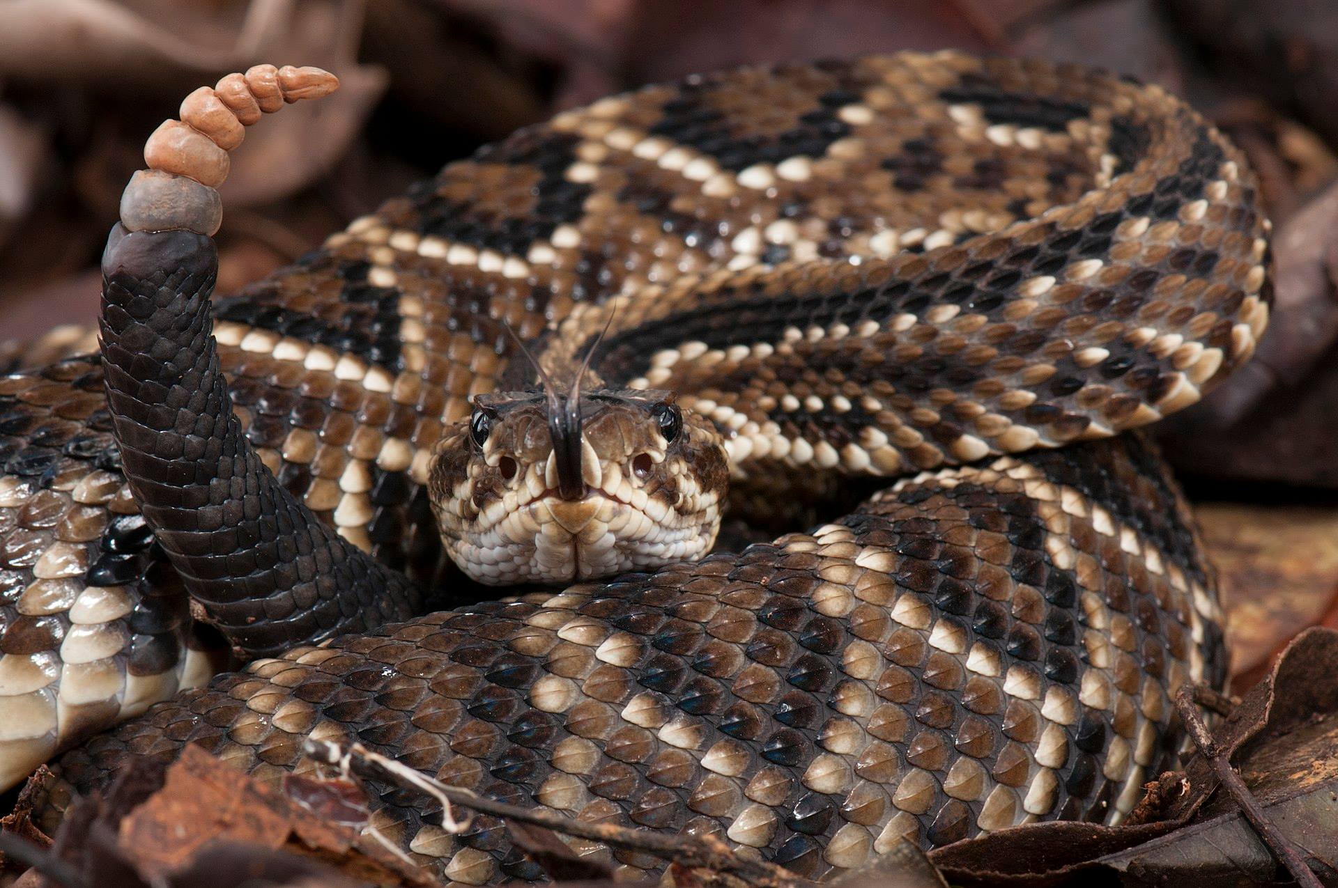 Cobra cascavel (Crotalus), conhecida por ter uma espécie de chocalho na cauda