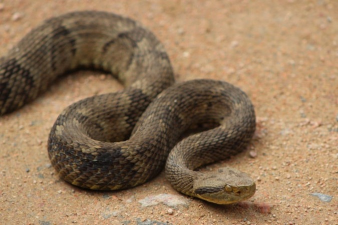 Jararacas (Bothrops) são as serpentes que mais causam acidentes