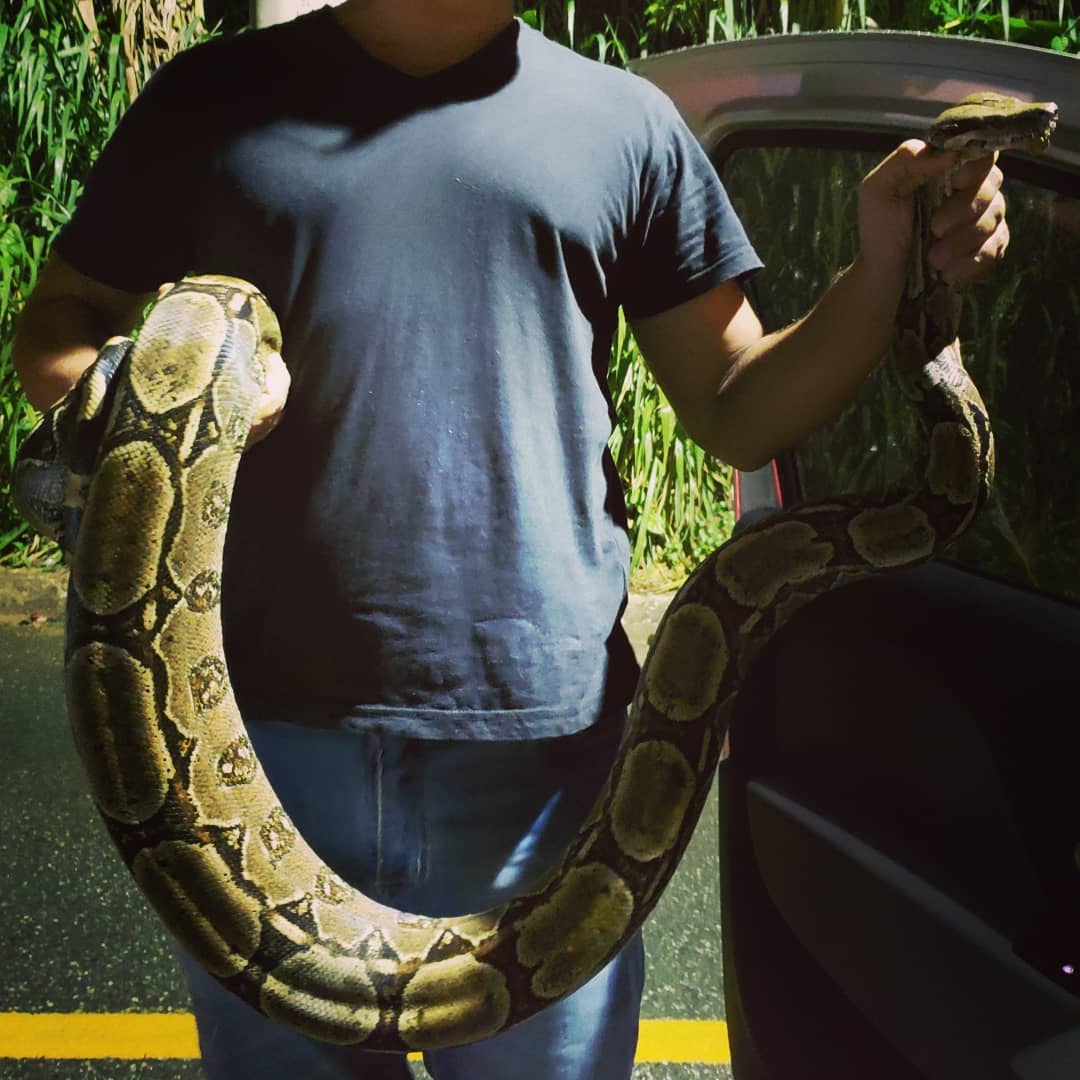 Sandro Campos e uma jiboia (Boa constrictor)