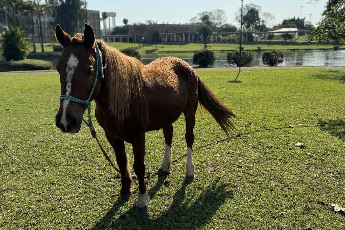 A força é de um touro! Animal engordou 40 kg desde o resgate