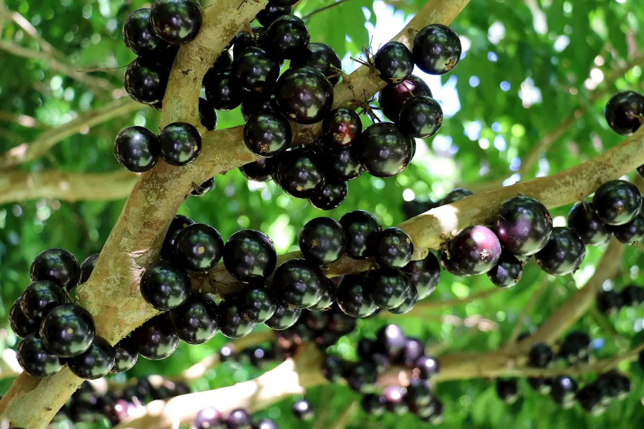 Jabuticaba colou no top 10 e aparece na 11ª posição