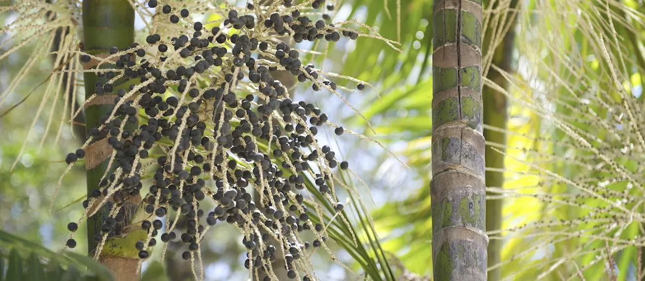 Açaí é do norte do Brasil, mas se popularizou em todo o país e aparece na 26ª posição da lista