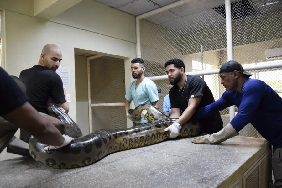 O animal foi resgatado com técnicas especializadas