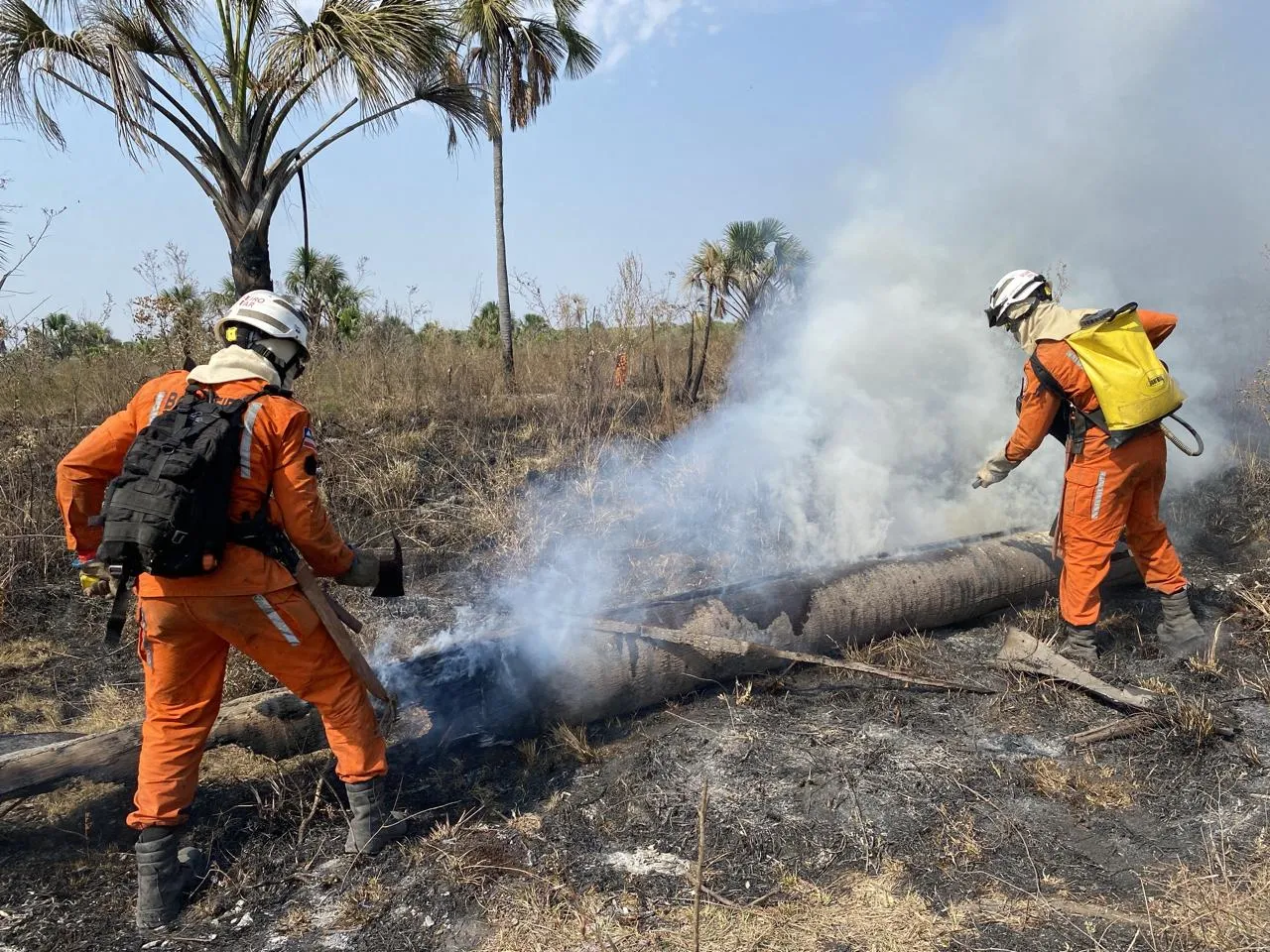 Imagem ilustrativa da imagem Bombeiros resgatam filhotinhos de coruja em árvore queimada na Bahia