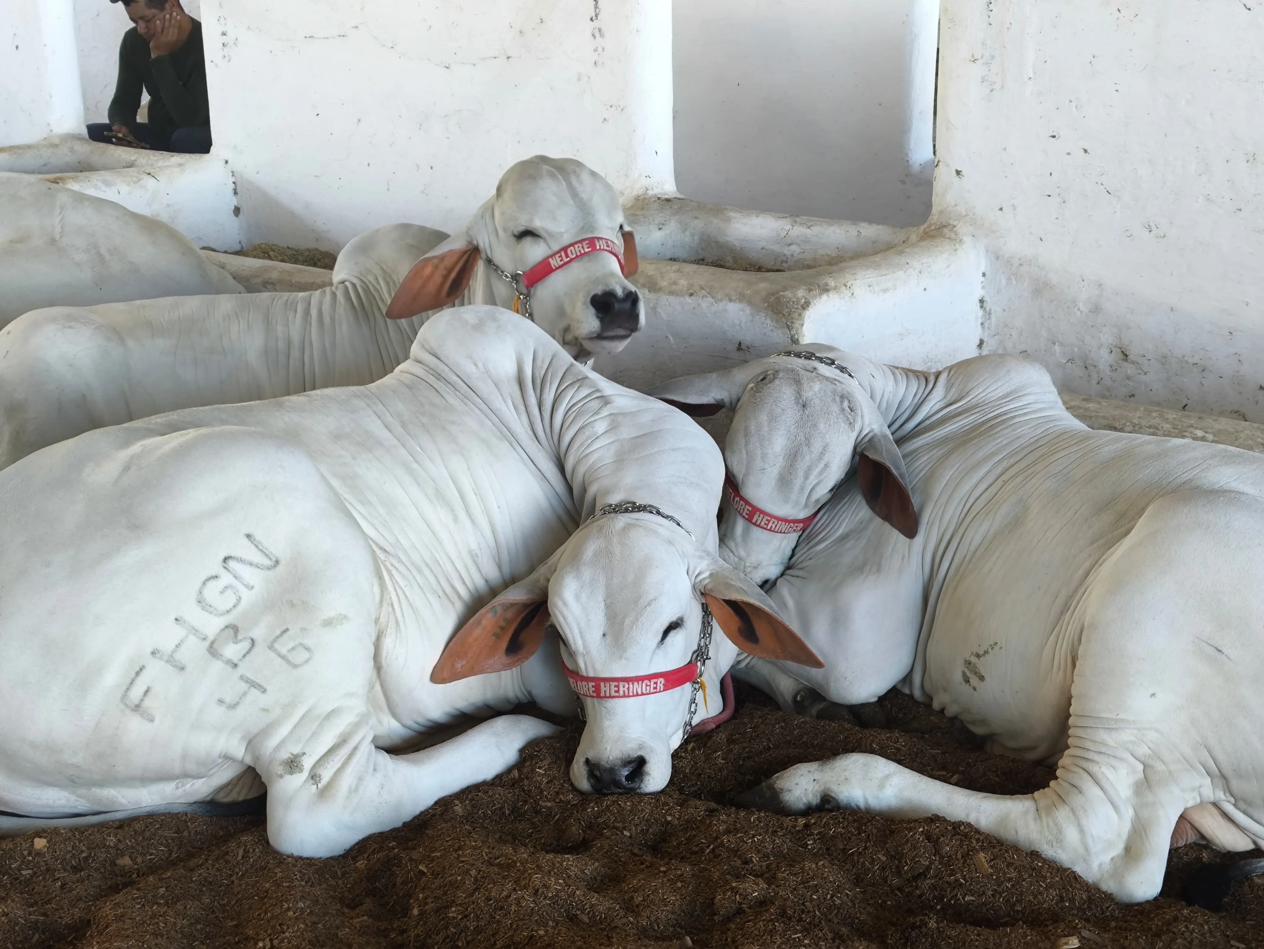 Imagem ilustrativa da imagem Família atípica curte animais da Fenagro: "Interação visual e toque"