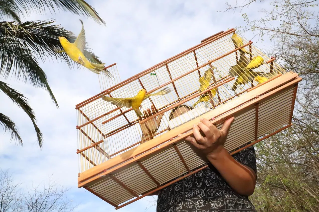 Entre os resgatados, estavam espécies de aves endêmicas e ameaçadas de extinção