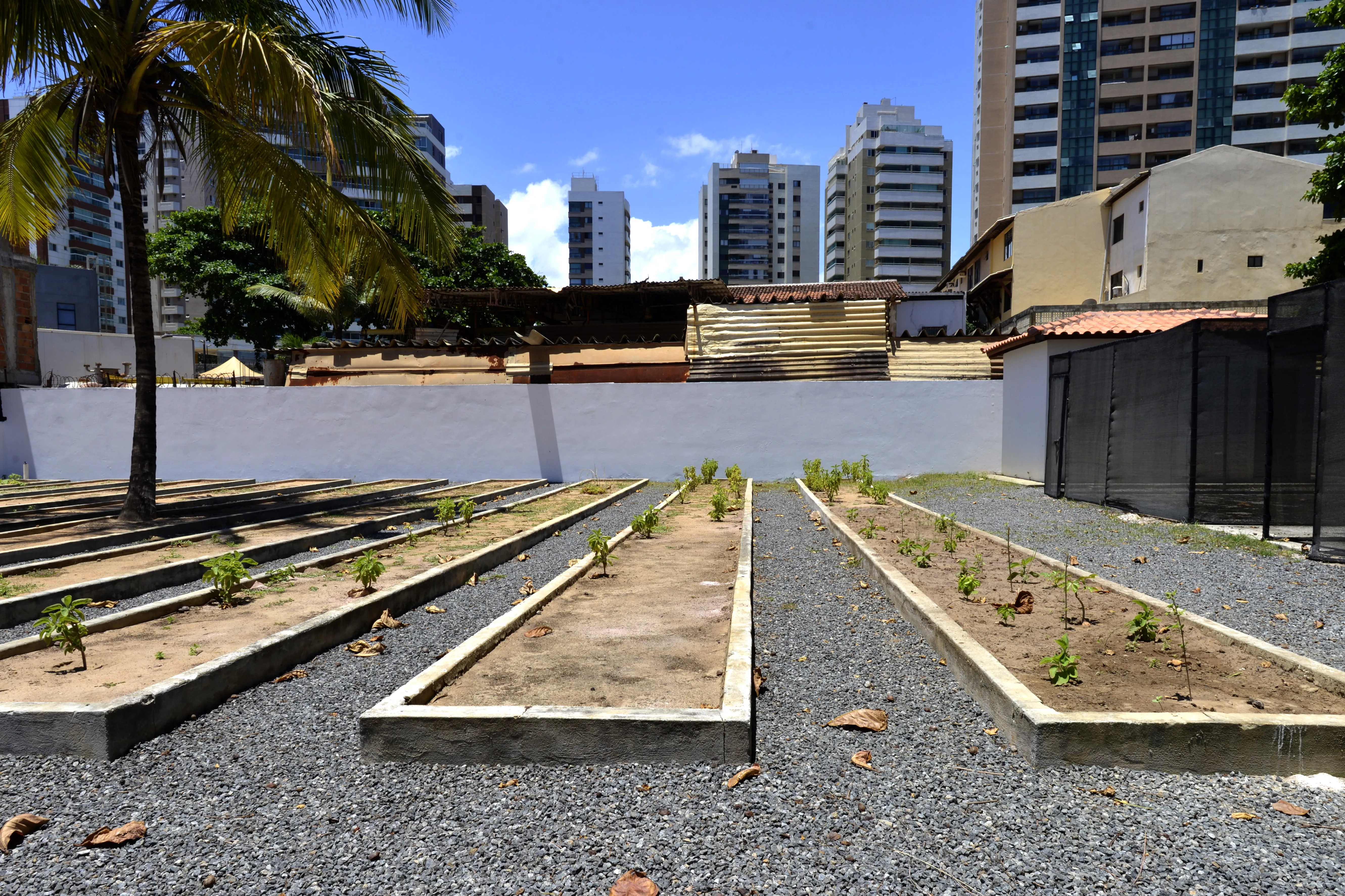 Usuários do CAPS estão iniciando uma horta, com o projeto Farmácia Viva