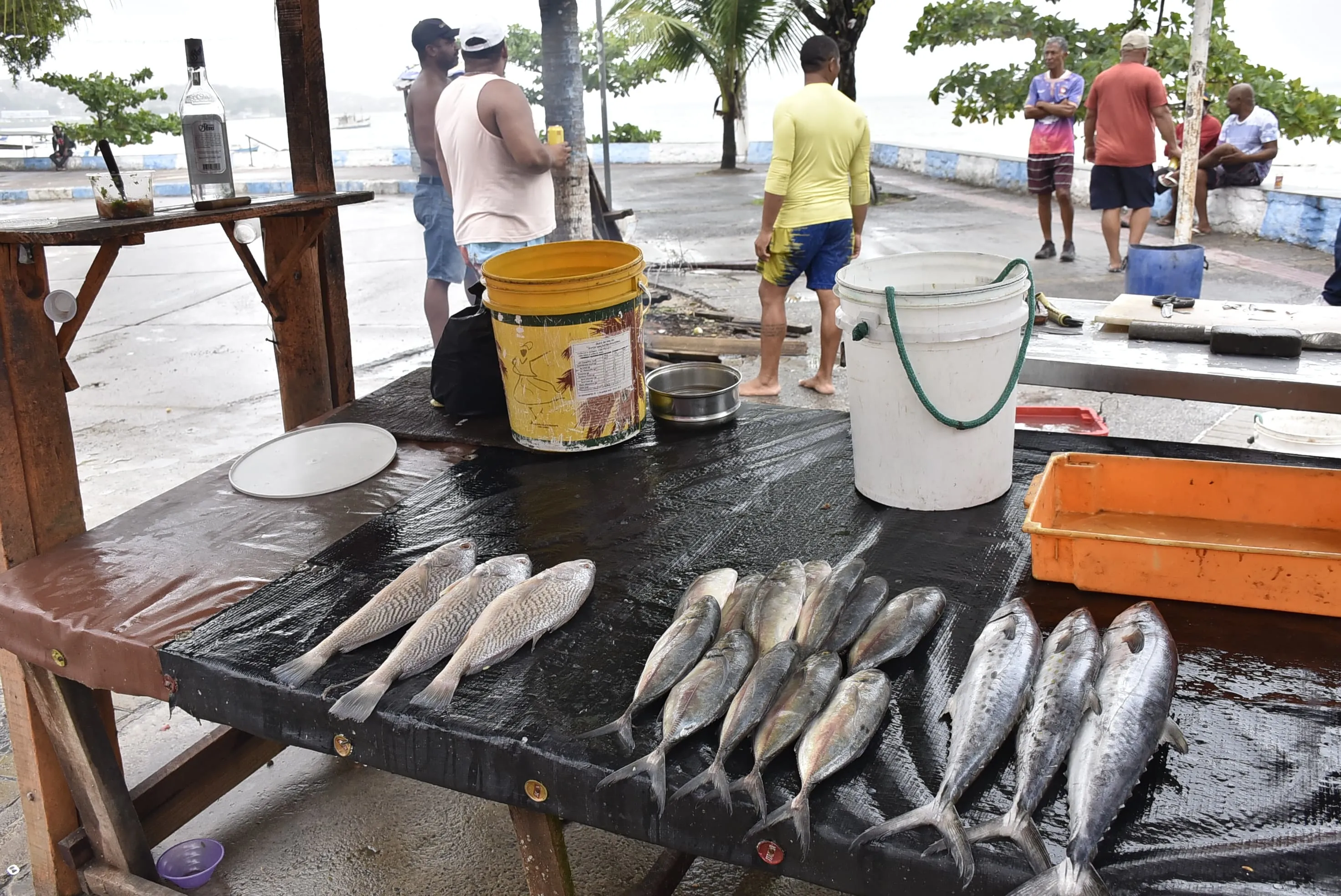 Resultado da pesca da galera de Paripe