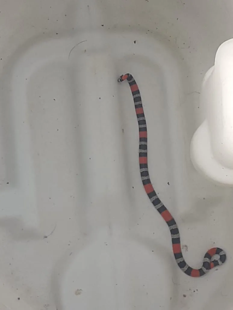 Serpente coral dentro de um imóvel em Cajazeiras