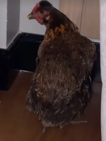 A galinha ainda não recebeu seu nome oficial