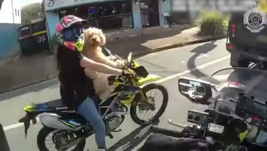 Imagem ilustrativa da imagem Motociclista é multada em R$ 2 mil por levar 'doguinho' na garupa