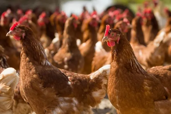 A gripe aviária afeta muita aves
