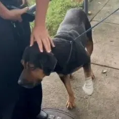 Imagem ilustrativa da imagem Cachorro é baleado após ser 'jurado de morte' por traficantes
