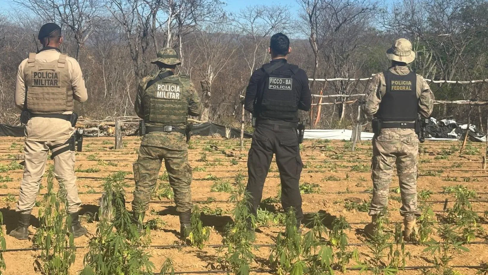 Polígono da Maconha na Bahia desafia a polícia no norte do estado