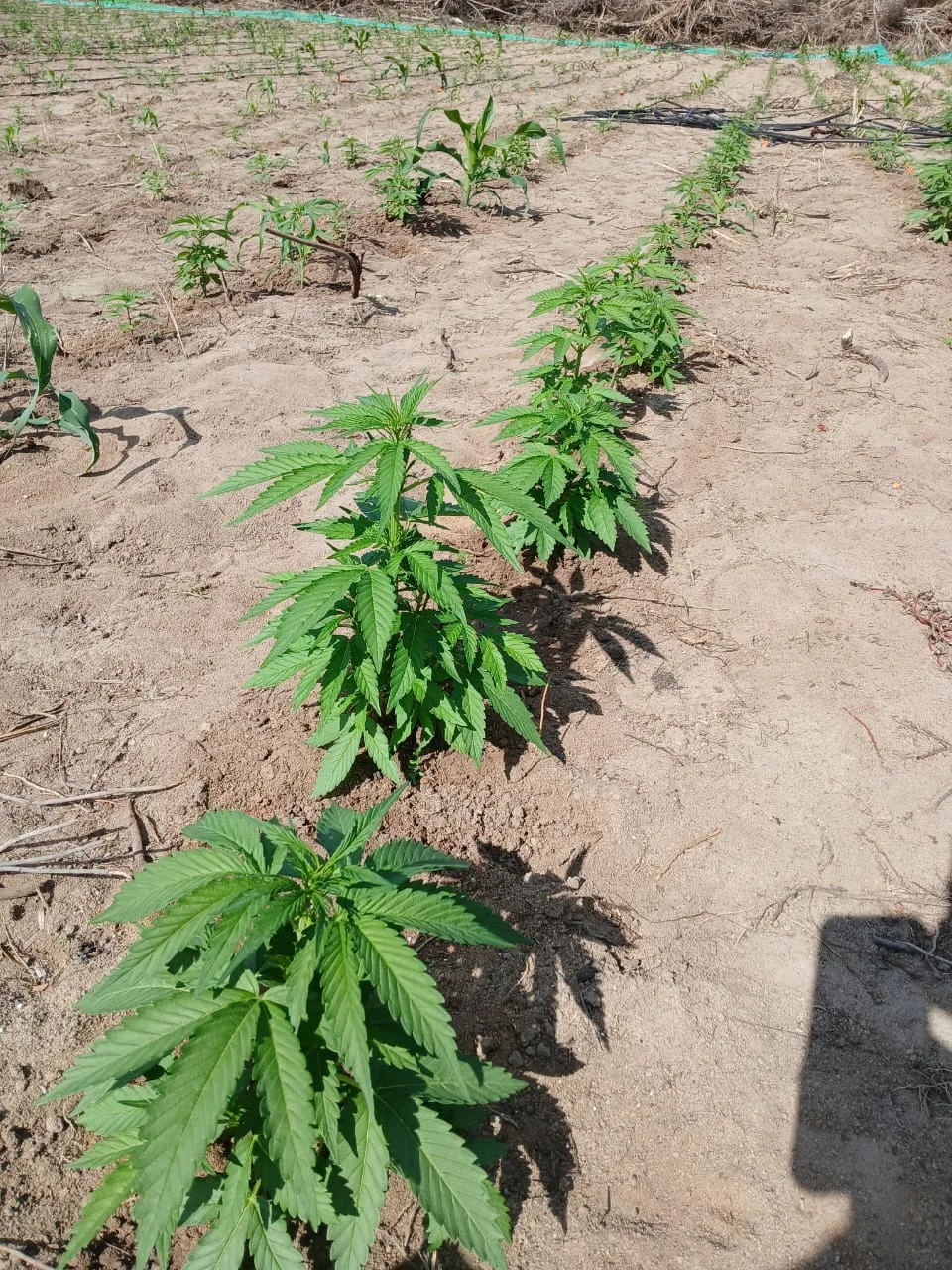 Imagem ilustrativa da imagem Fim da brisa: PM 'passa o rodo' em roça com 30 mil pés de maconha