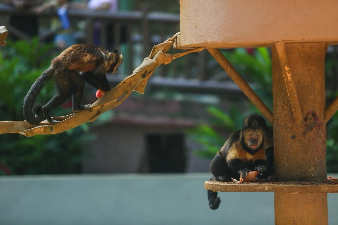 Imagem ilustrativa da imagem Bichos do zoológico de Salvador recebem mimos por causa do calor