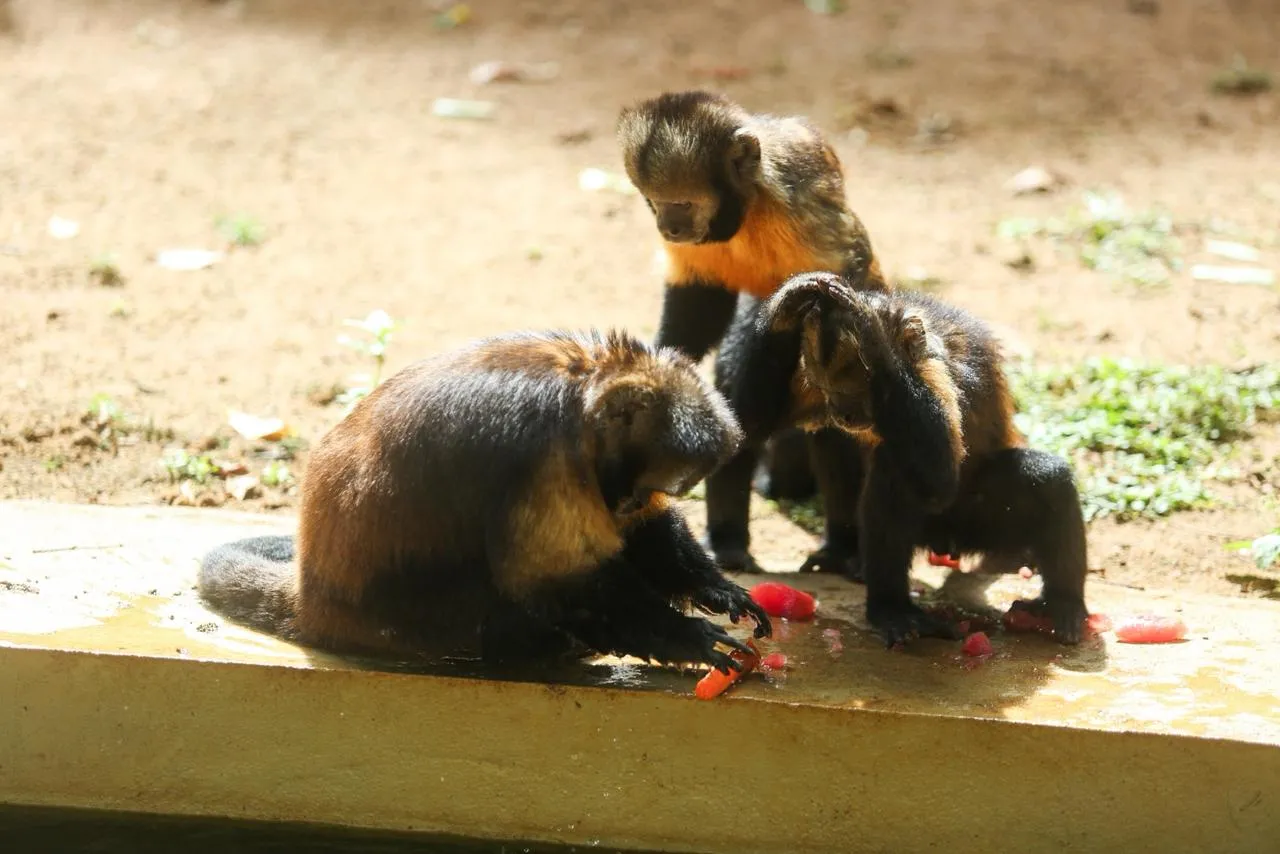 Imagem ilustrativa da imagem Bichos do zoológico de Salvador recebem mimos por causa do calor