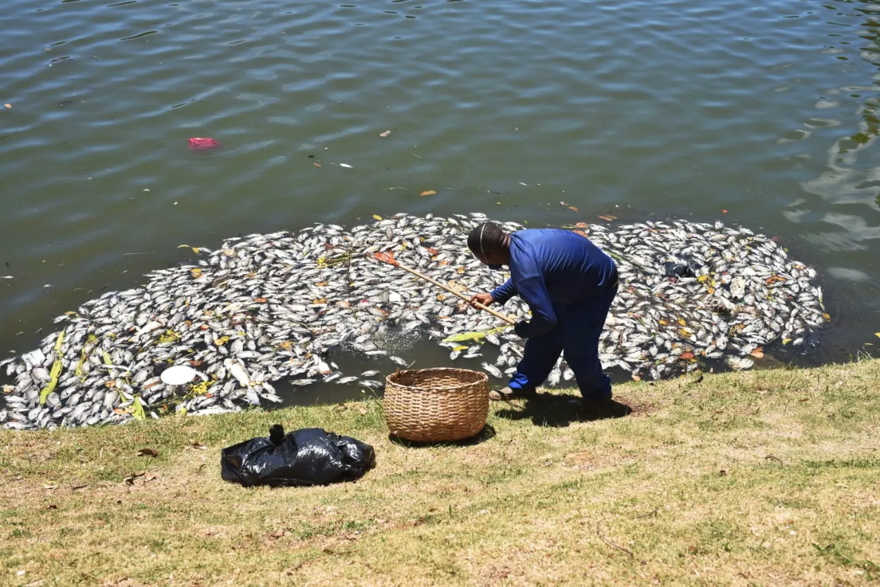 Quem passava ficava assustado com a quantidade de peixes