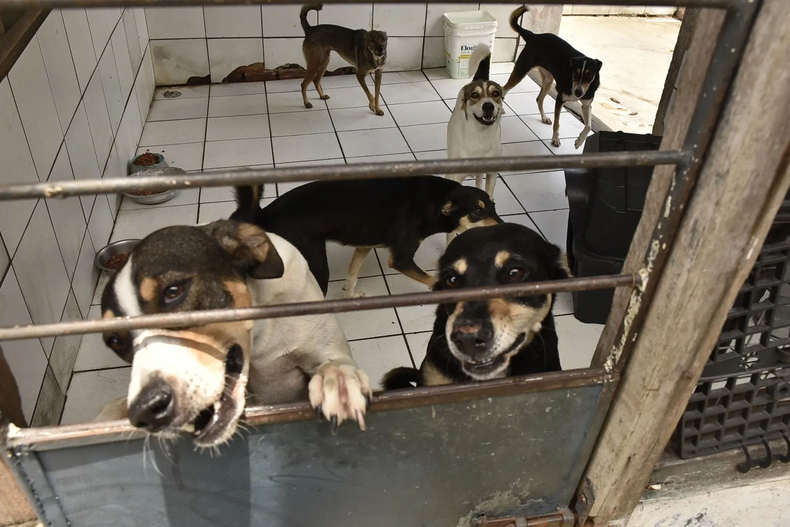 Cães sem Raça Definida são os mais abandonados