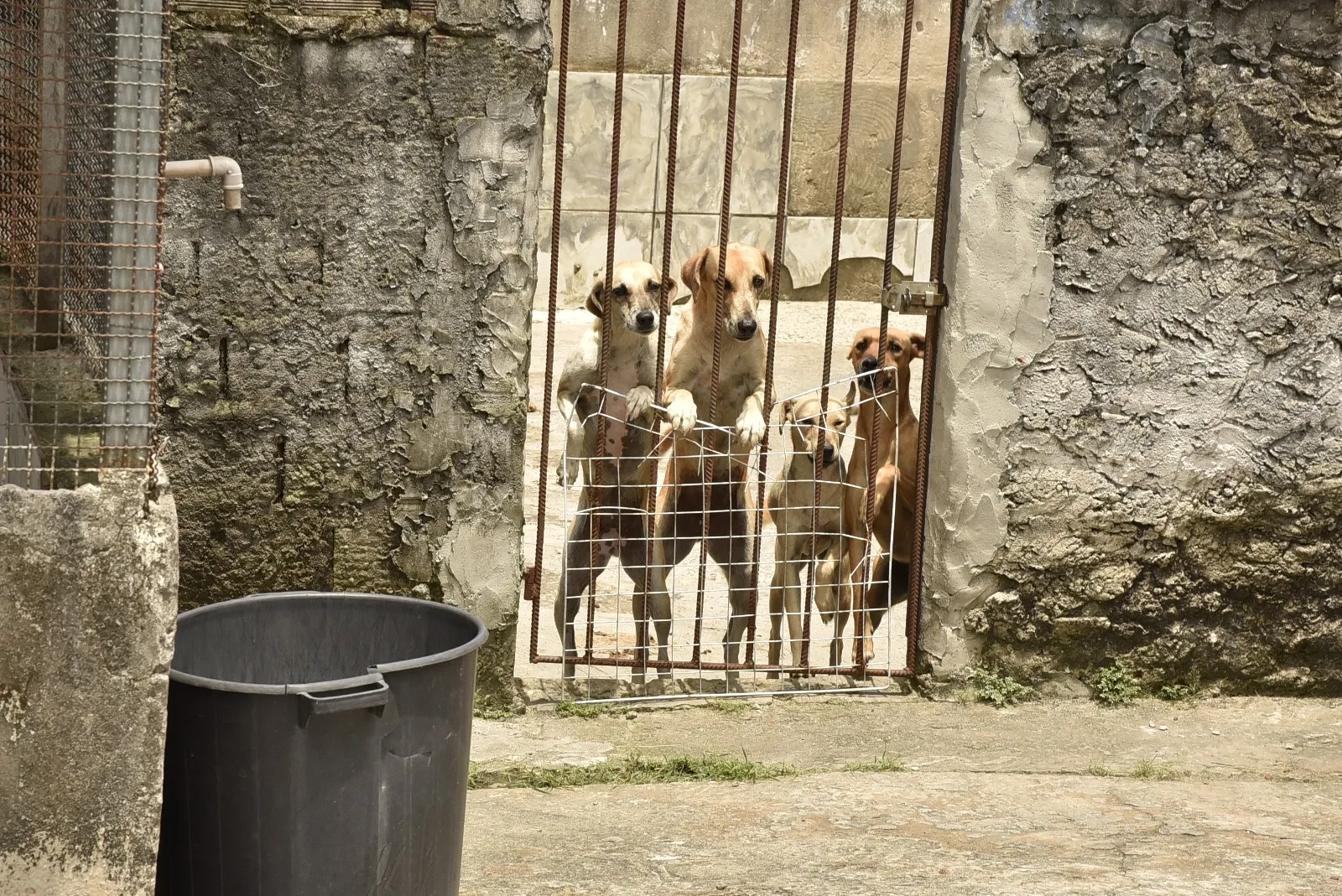 Cães vivem no abrigo enquanto aguardam novo lar