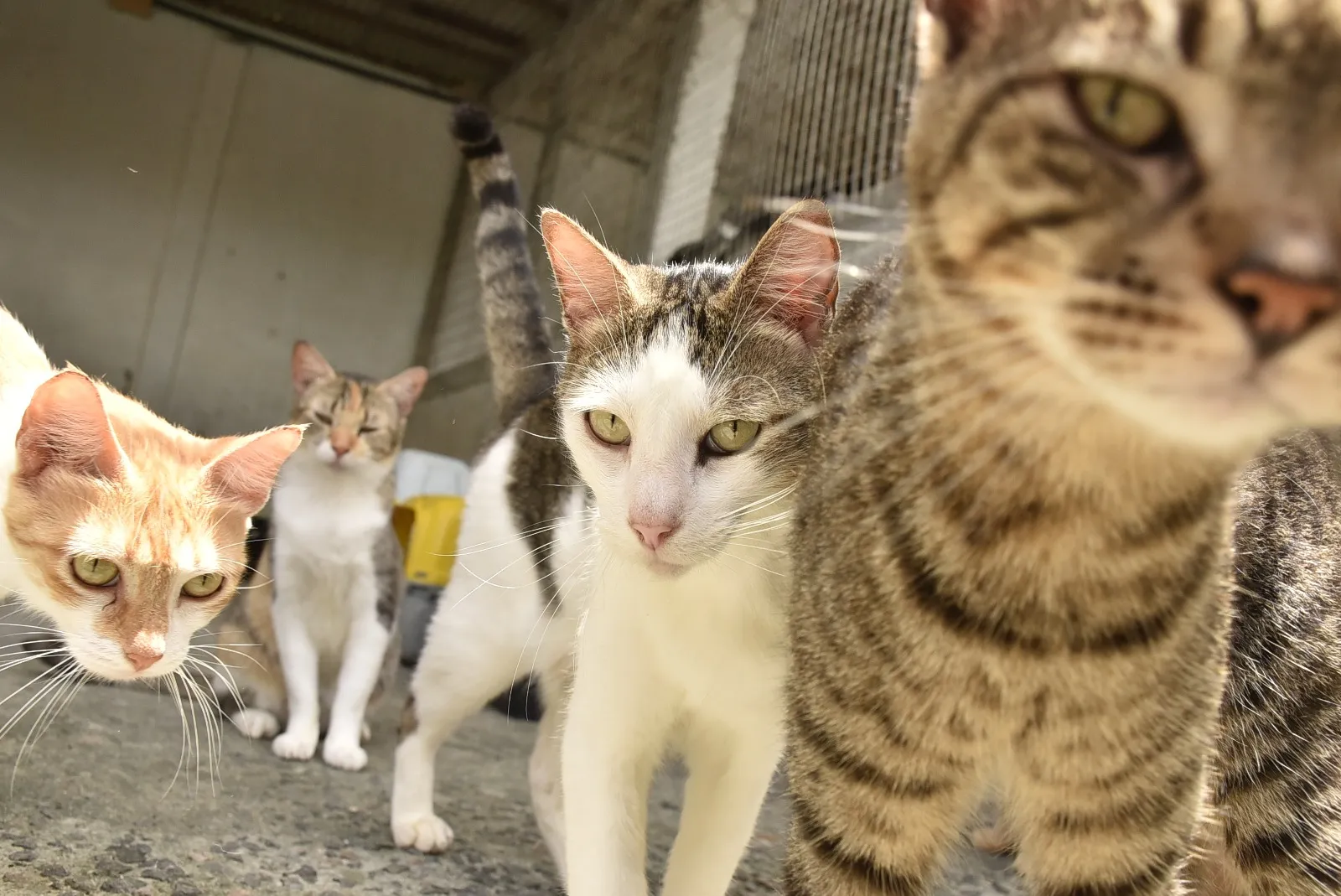 Animais são examinados antes de conviverem juntos