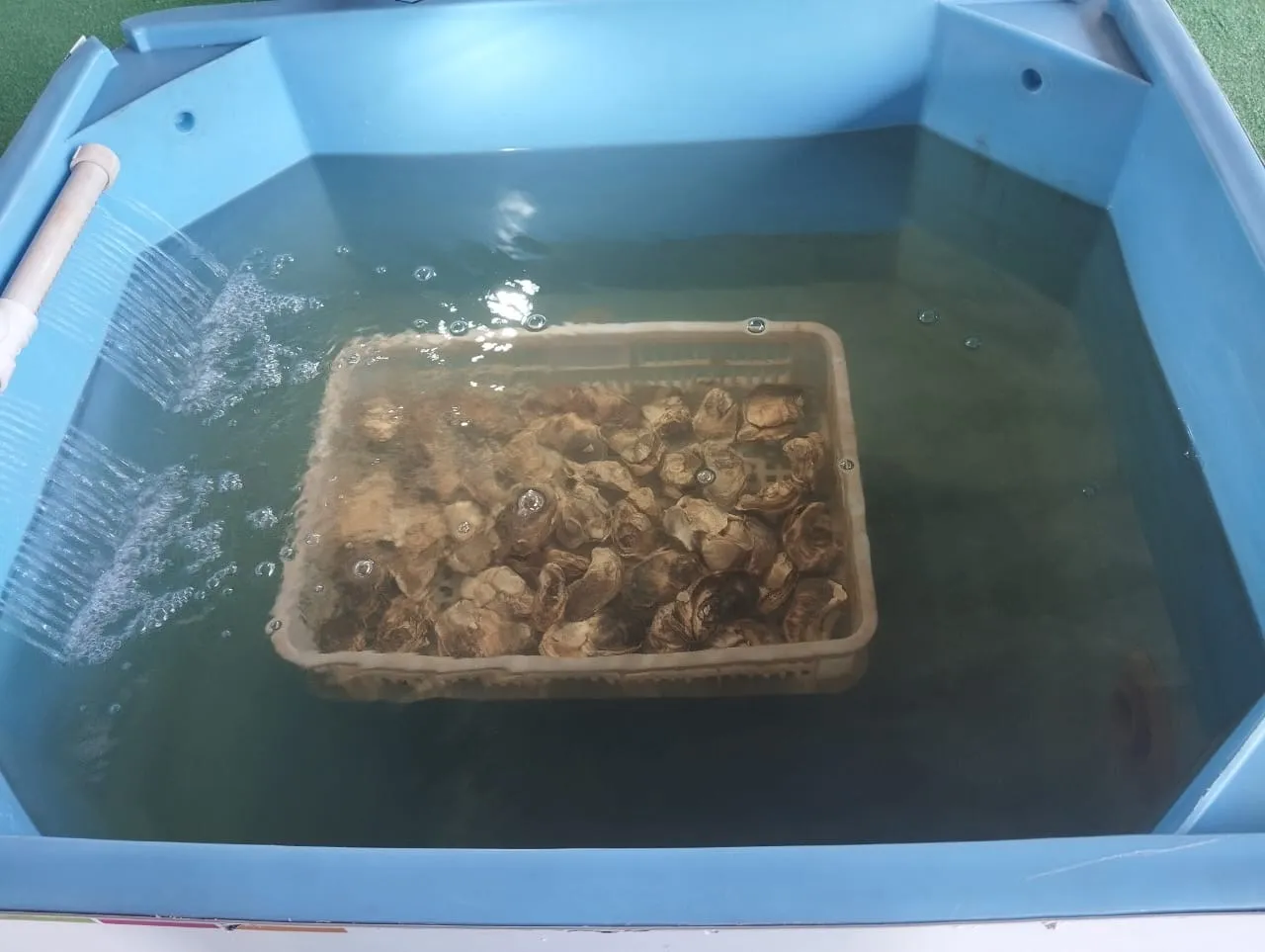 Ostras dentro do aquário
