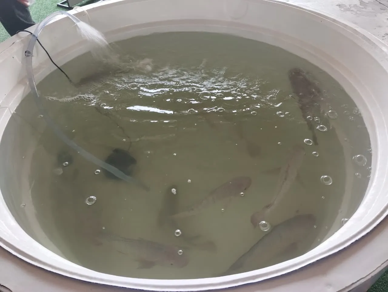 Tilápias podem ser vistas na Fenagro