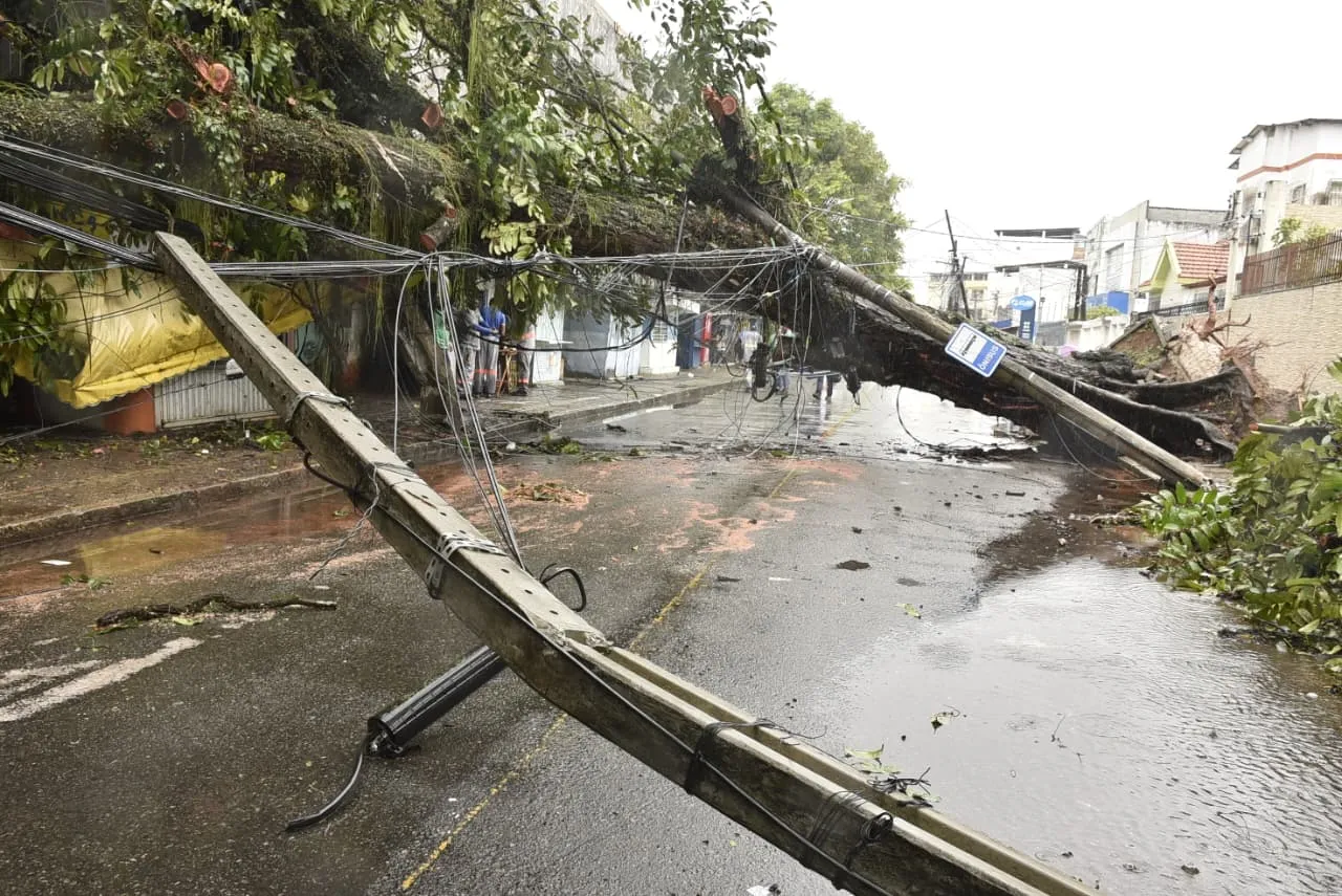 Árvore caiu na região do Barbalho
