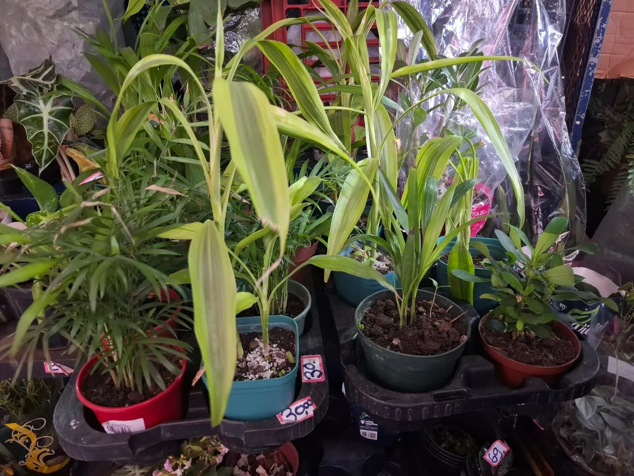 Plantas dão vida aos ambientes